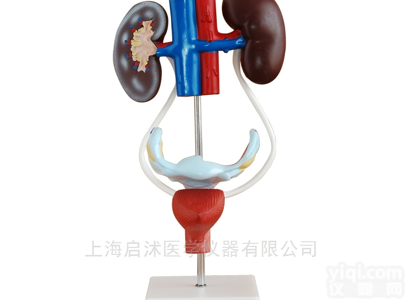 QS/A331  <em>女性</em><em>泌尿</em>生殖<em>系统</em>解剖模型