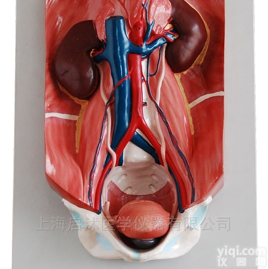 QS/A333  <em>泌尿</em>系统<em>模型</em>