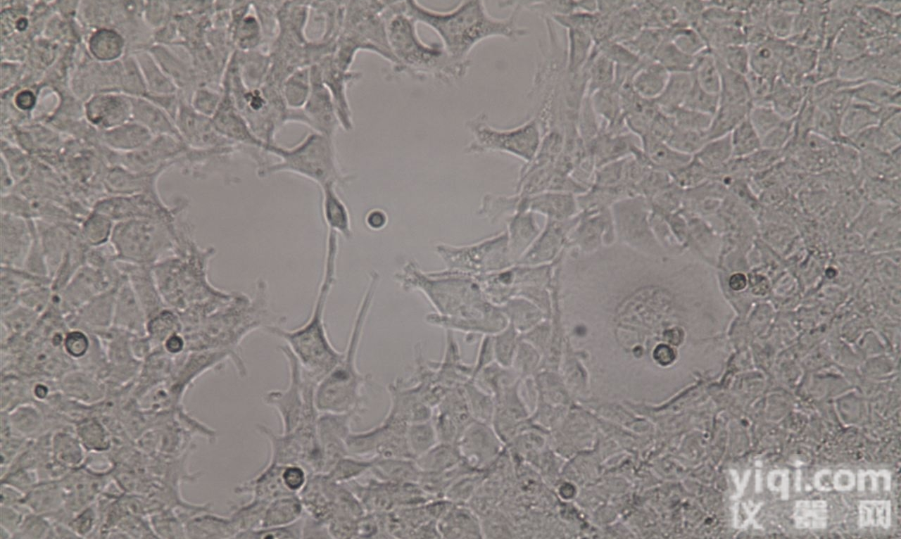 Huh-7/DDP人肝癌顺铂<em>耐药</em>株 <em>已通过</em>STR鉴定