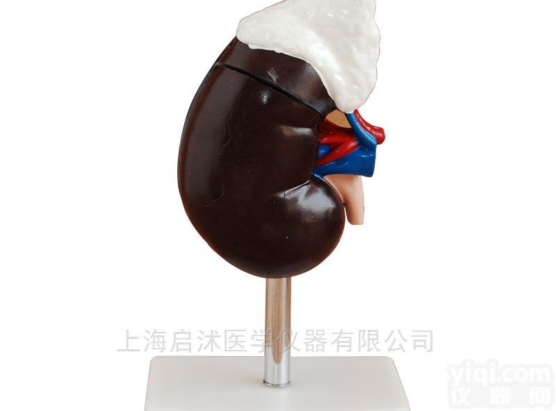 QS/A310-3  肾<em>解剖</em>附<em>肾上腺</em>模型