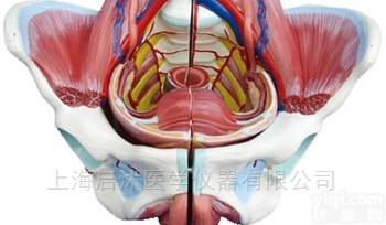 QS/A332D  高级女性<em>骨盆</em>附<em>生殖器</em>与<em>血管</em>神经模型