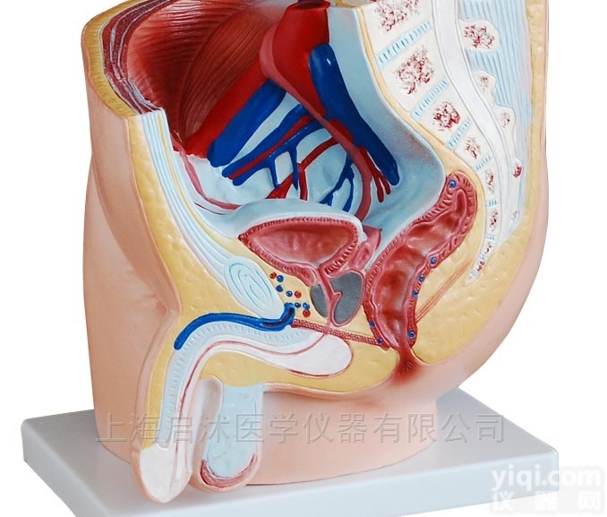 QS/A331A  男性<em>盆腔</em><em>正中</em>矢状<em>解剖</em>模型（1件）