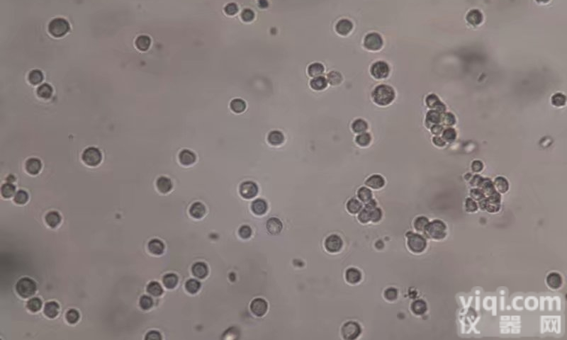 BxPC-3-LUC人<em>原位</em>腺癌细胞-<em>荧光素酶</em>