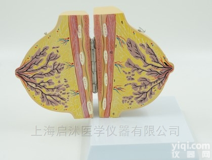 QS/A1152  <em>静止</em>期女性乳房<em>解剖</em><em>模型</em>