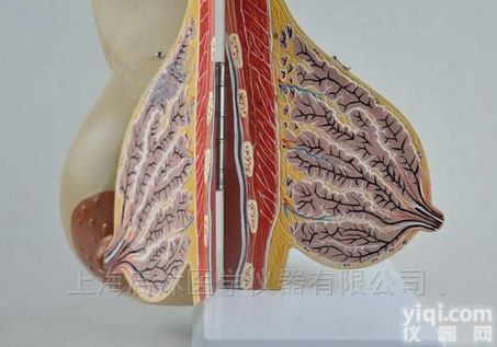 QS/A1153  <em>哺乳期</em>女性乳房解剖模型
