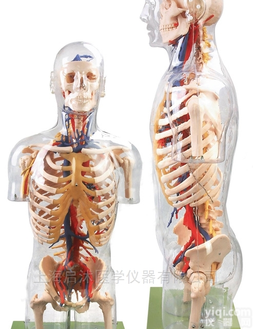 QS/A10005  透明<em>半身</em><em>躯干</em>附血管神经模型