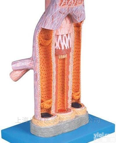QS/A16002  <em>动脉</em>与静脉<em>解剖</em>放大模型