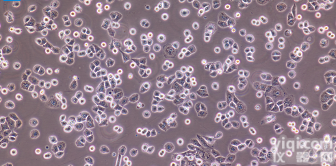 Bxpc-3  Bxpc-3人<em>腺癌</em>细胞/STR<em>鉴定</em>