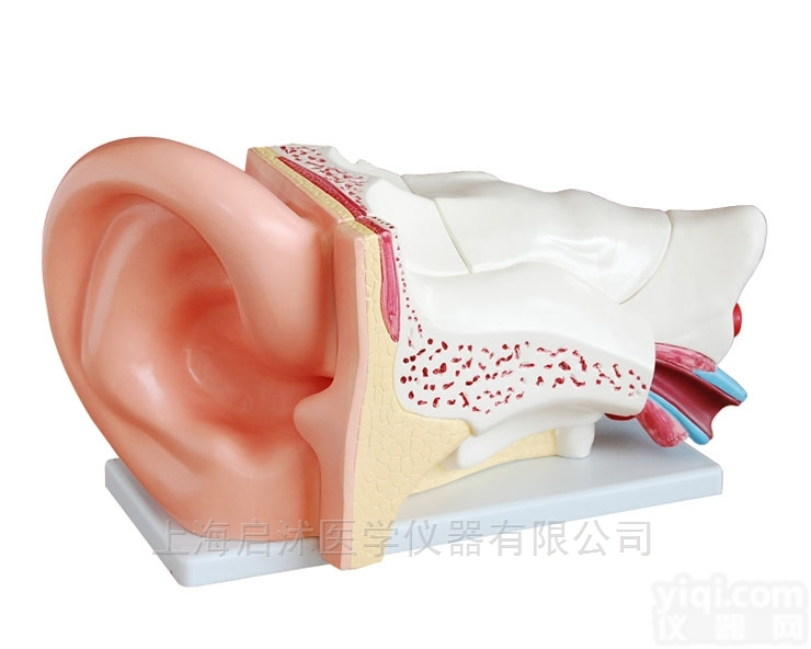 QS/A303C  新型<em>大耳</em><em>解剖</em>放大模型（5倍）