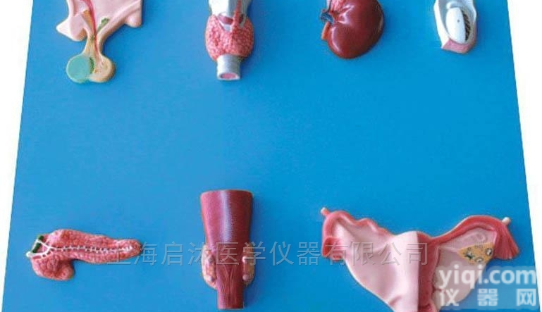 QS/A19002  <em>人体</em>内分泌<em>器官</em>模型