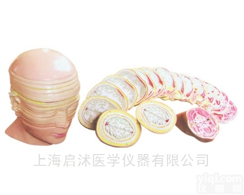 QS/A30001  <em>人体头颈部断层解剖横切面模型</em>