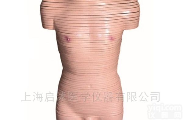 QS/A30002  男性<em>躯干</em><em>断层</em>解剖<em>横切面</em>模型