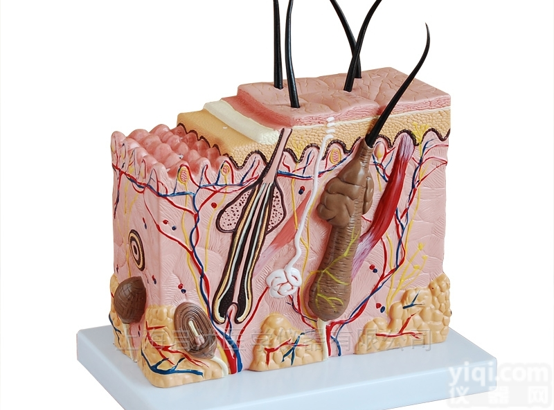 QS/A313-2  皮肤<em>放大</em><em>模型</em>（<em>中型</em>）