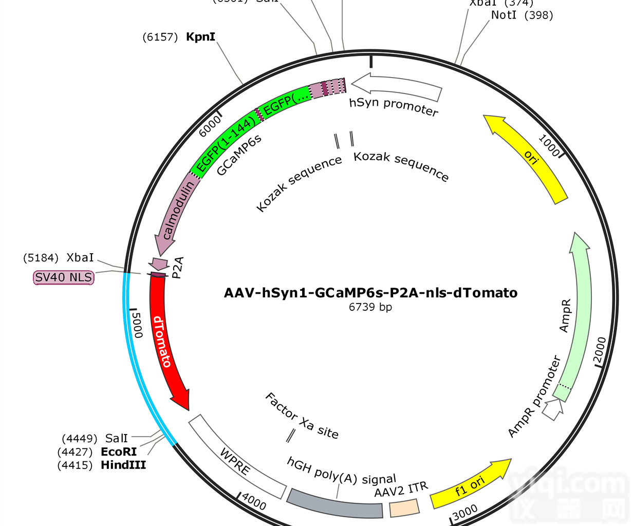 <em>pAAV</em>-RC9 腺相关病毒 <em>血清</em>型  q1822235623