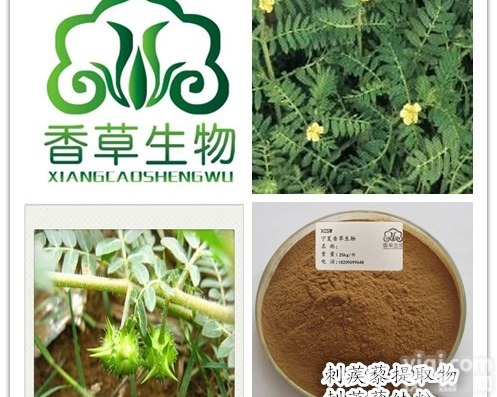 刺<em>蒺藜</em>纯粉  供应刺<em>蒺藜</em><em>提取物</em> <em>蒺藜</em>子叶粉浓缩液