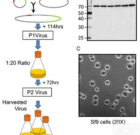 <em>重组</em><em>蛋白</em><em>昆虫</em>表达服务