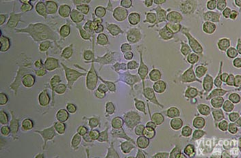 BV2  <em>小鼠</em>小胶质<em>细胞</em>  BV2  <em>小鼠</em>小胶质<em>细胞</em>