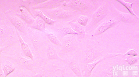 <em>HUVEC</em>  <em>HUVEC</em> 人脐带血<em>静脉</em><em>内皮</em>细胞