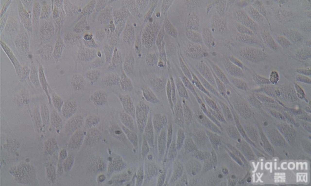 <em>HUVEC</em>-C  <em>HUVEC</em>-C 人脐<em>静脉</em><em>内皮</em>细胞 ATCC