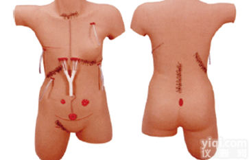 ZK/XC-WL18  <em>外科缝合包扎展示模型</em>