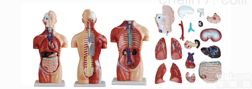 ZK/XC-207  42CM<em>无性</em><em>躯干</em>模型18件