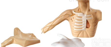 ZK/XC-C69C  外周<em>穿刺</em>、ZX静脉<em>穿刺</em><em>插管</em><em>模型</em>