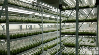 SP-ZPJ-3C  植物<em>组培</em>架<em>育苗</em>生长架<em>光照</em>培养架 实用3层