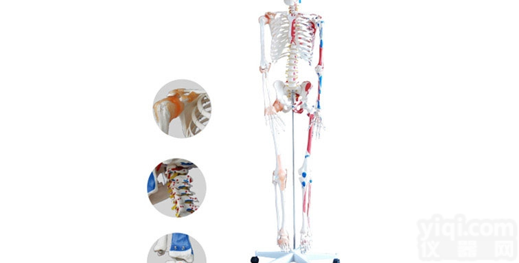 ZK/XC-101A  人体骨骼模型带<em>韧带</em>及<em>肌肉</em>着色