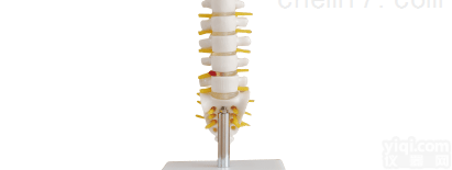 ZK/XC-119A  小型<em>腰椎</em>带尾<em>椎骨</em>模型