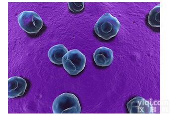 <em>试剂盒</em>  沙眼<em>衣原体</em>抗体<em>检测</em><em>试剂盒</em>