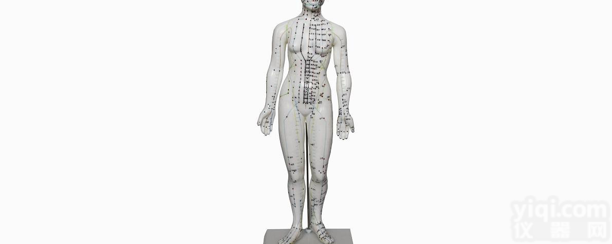 ZK/XC-504  人体针灸<em>模型</em>48CM<em>女性</em>