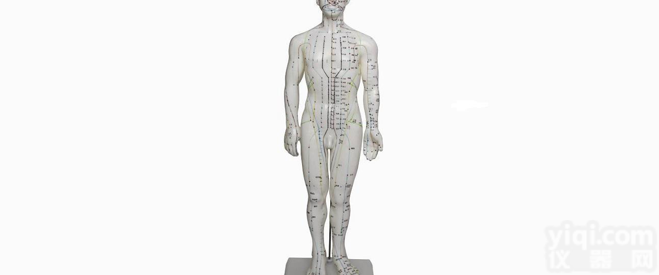 ZK/XC-503  人体针灸<em>模型</em>50CM<em>男性</em>