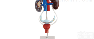 ZK/XC-332  <em>女性</em><em>泌尿</em>生殖<em>系统</em>解剖模型