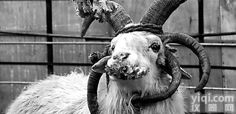 微生物所  土拉热杆菌免疫胶体金<em>探针</em>检<em>测试</em>剂盒