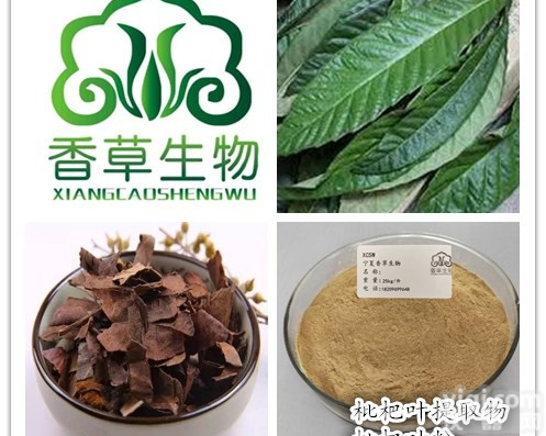 <em>枇杷</em>果粉  <em>枇杷</em>叶<em>提取物</em>  <em>枇杷</em>果原浆 <em>枇杷</em>核粉现货