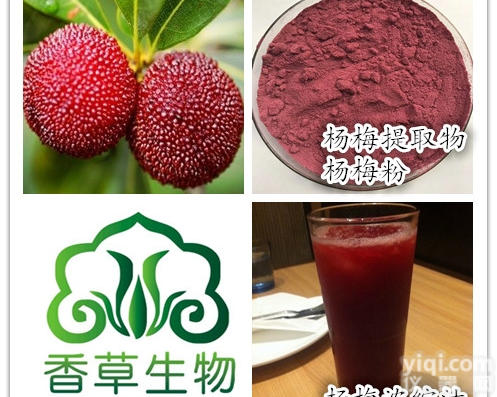 <em>杨梅</em>粉  <em>杨梅</em>提取物 <em>杨梅</em>核纯粉 <em>杨梅</em>根皮流浸膏