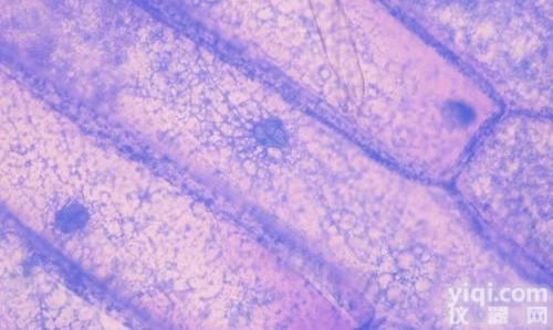 801-D （人巨<em>细胞</em>性<em>肺癌</em><em>细胞</em>）<em>图片</em>