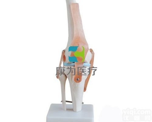 HAM1219  <em>膝关节</em>附<em>韧带</em>模型|运动系统系列