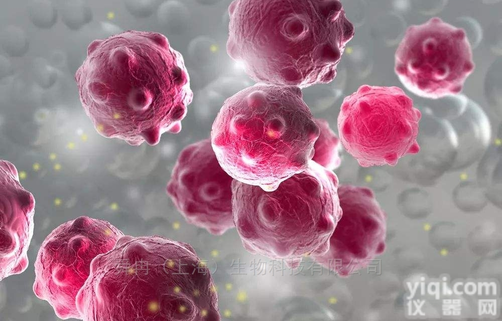 <em>MCF7细胞</em>，ATCC <em>MCF7细胞</em>株