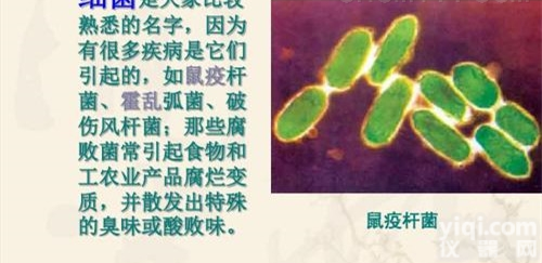 生物防恐  <em>鼠疫</em>杆菌<em>抗体</em>防恐检测试剂诊断耶尔森氏菌