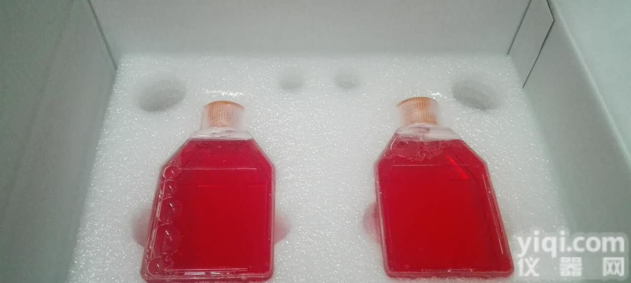 MDA-MB-<em>453</em>  MDA-MB-<em>453</em> 人乳腺癌细胞/STR<em>鉴定</em>