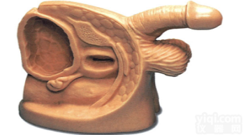 KAH-A1  高级男性<em>导尿</em>外<em>生殖器</em>模型2