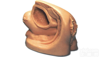KAH-A2  高级女性<em>导尿</em>外<em>生殖器</em>模型2
