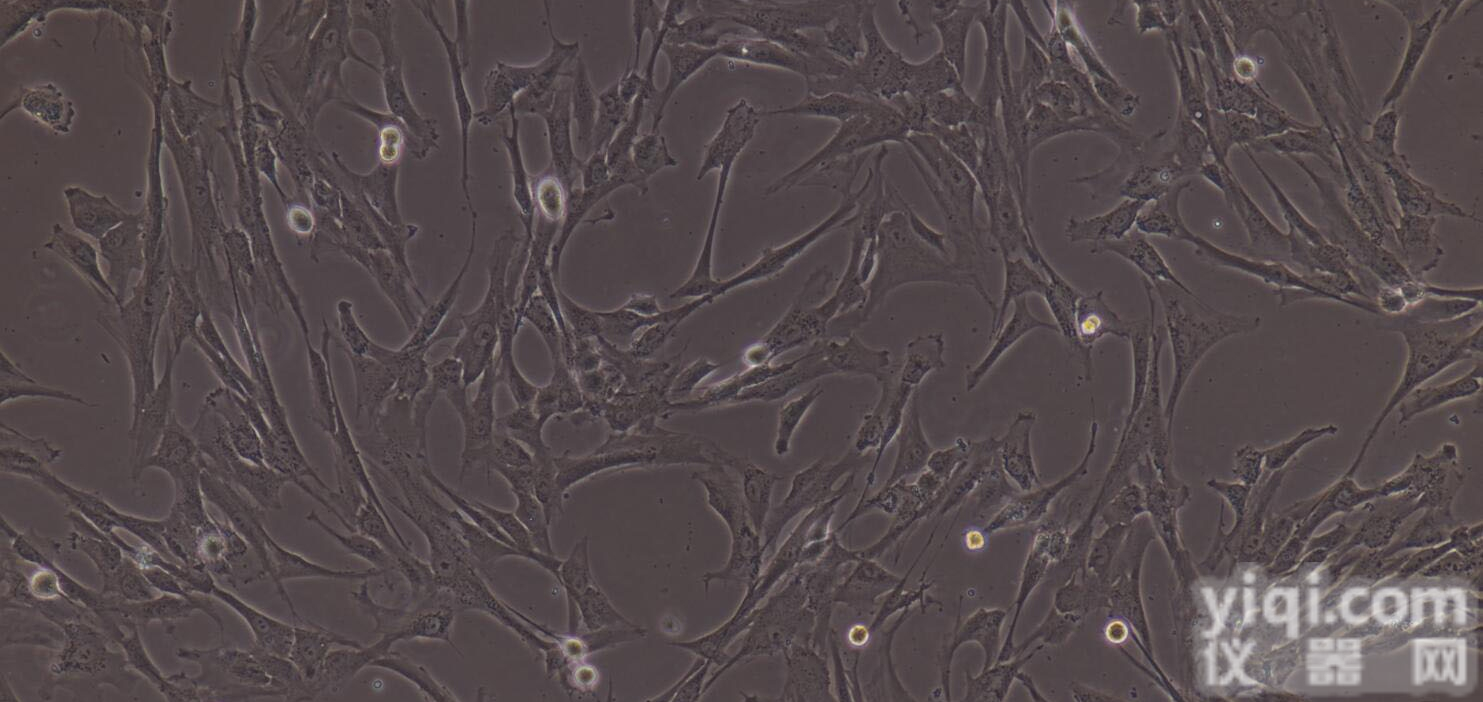 MIC-iCell-m007  小鼠<em>脉络膜</em><em>微血管</em>内皮<em>细胞</em>/免疫荧光鉴定