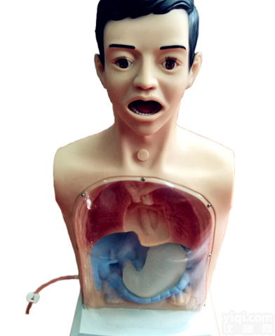 KAH-XW  带<em>警示</em>透明<em>洗胃</em>机制<em>模型</em>