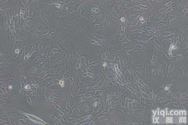 hce-0615  BA/F3（Baf3） <em>小鼠</em>原B<em>细胞株</em> 细胞产品