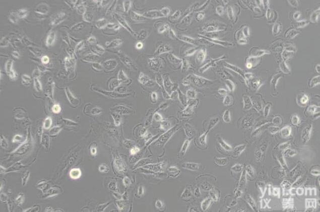 小鼠<em>小肠</em><em>黏膜</em>上皮细胞