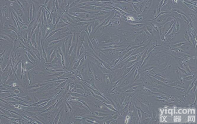 hce-<em>0577</em>  YAC-1（YAC1） 小鼠淋巴瘤<em>细胞</em> <em>细胞</em>产品