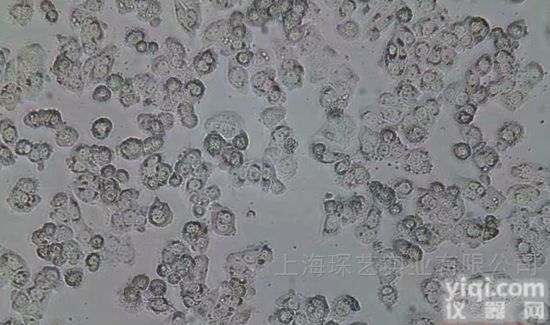 B16-LUC<em>小鼠</em><em>黑色素瘤</em>细胞-<em>荧光素酶</em>标记