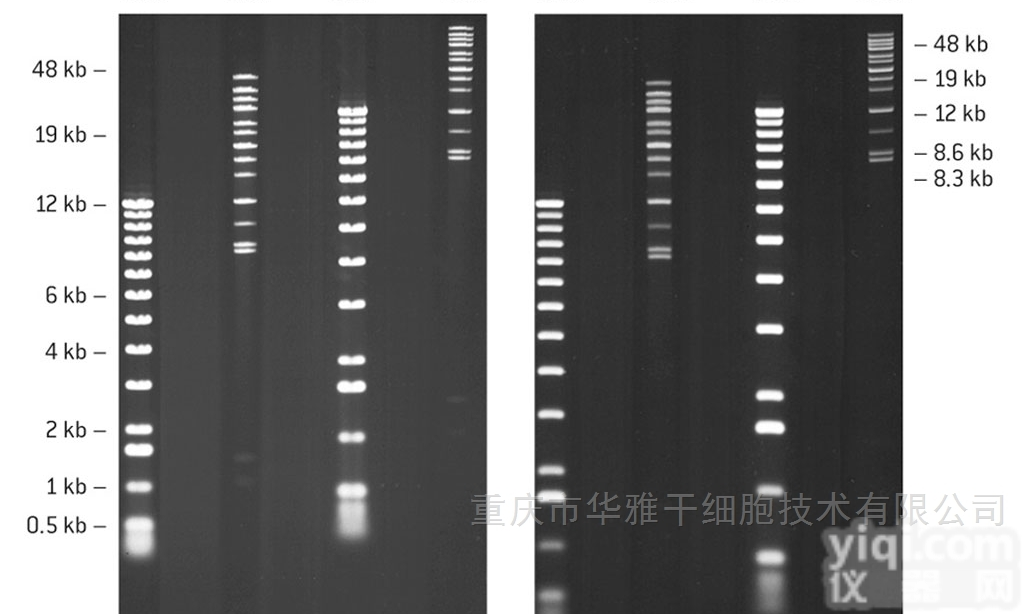 50150  LONZA  SeaKem®金<em>琼脂</em>糖 凝胶电泳 <em>125g</em>/瓶